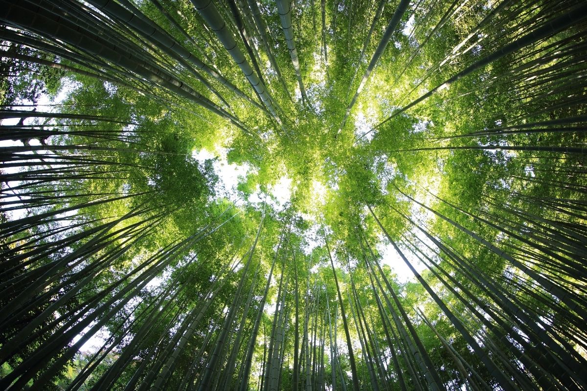 naturalne barwniki z roślin barwią tkaninę w drewnianej kadzi warsztatowej